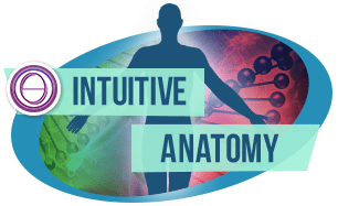 Logo ThetaHealing Intuitive Anatomy