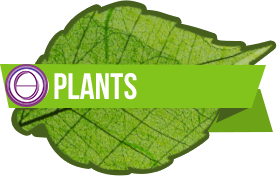 Logo ThetaHealing Plants