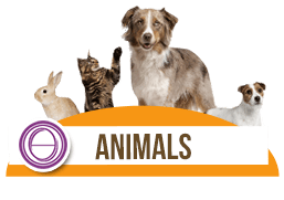 Logo ThetaHealing Animals